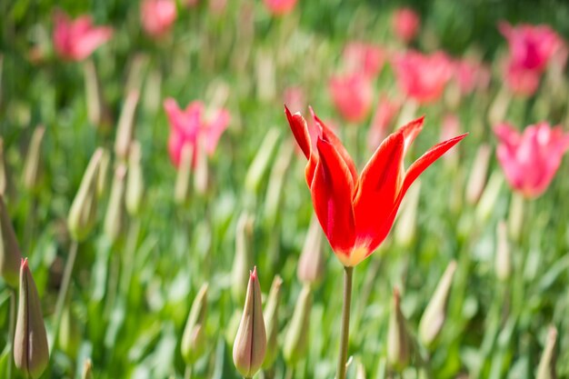 Pojedynczy kwiat tulipanów wiosną