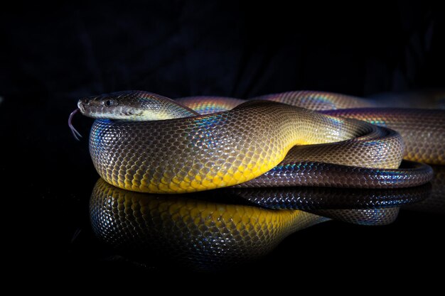 Pojedynczy Rainbow Serpent Water Python Liasis fuscus odizolowany na czarnym lustrze