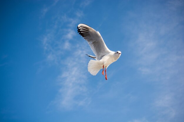 Pojedynczy seagull latający w tle błękitnego nieba