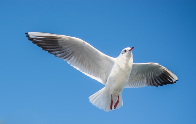 Pojedynczy seagull latający w tle błękitnego nieba