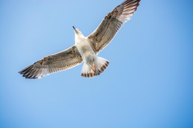 Pojedynczy seagull seagull latający w niebie z niebem jako tłem