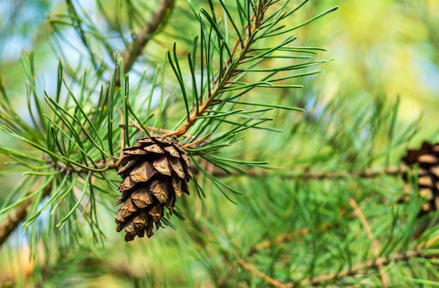 Zdjęcie pojedynczy zamknięty brązowy lodgepole pinecone na gałęzi sosny z zielonymi igłami w lesie górskim