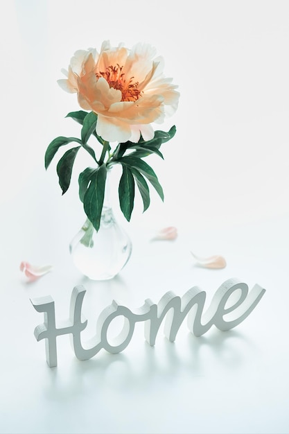 Pojedynczy żółty jasnopomarańczowy kwiat piwonii w modnym nowoczesnym szklanym wazonie na białym stole Drewniany tekst Dom i płatki na białym stole Naturalne cienie