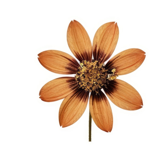 Pokazany jest kwiat z brązowymi plamami.