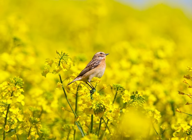 Pokląskwa (Saxicola rubetra) siedzi na gałęzi rzepaku