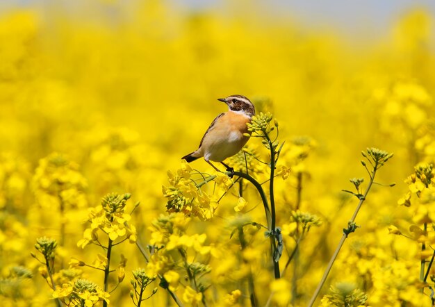 Pokląskwa (saxicola Rubetra) Siedzi Na Gałęzi Rzepaku