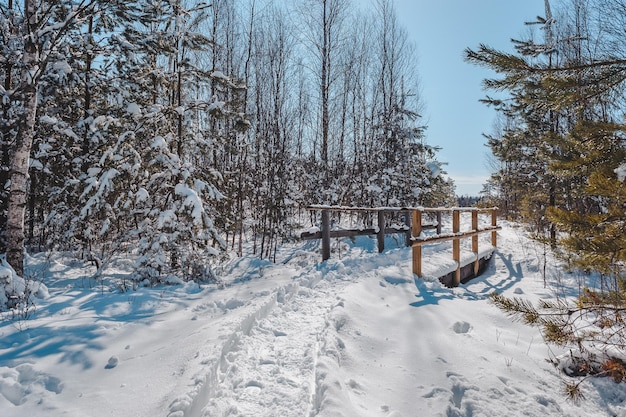 Pokryta śniegiem Drewniana Promenada I Most Nad Małą Rzeką W Mieszanym Lesie. Bagna. Wczesną Wiosną Krajobraz. ścieżka Przyrodnicza Na Torfowisku Paaskula (pã¤ã¤skã¼la). Estonia. Bałtycki.