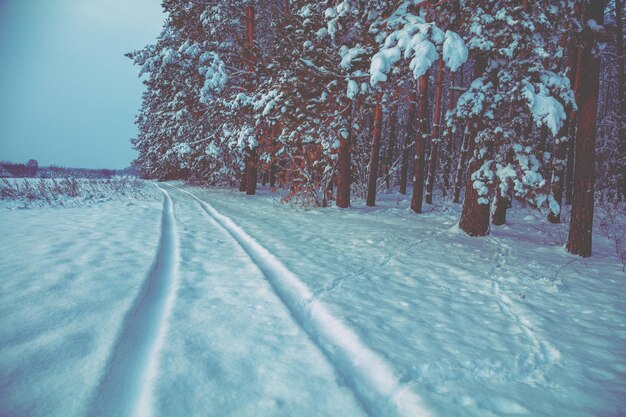 Pokryta śniegiem droga po polu wzdłuż lasu