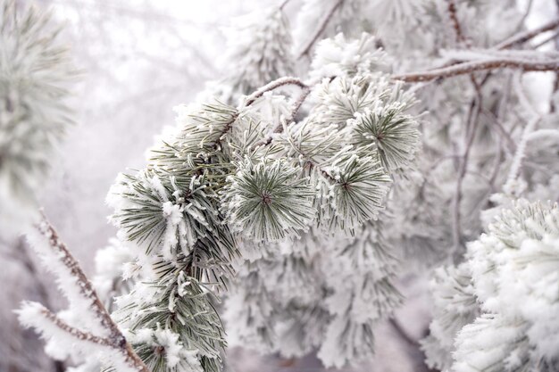 Pokryta szronem gałąź świerka zimą w parku miejskim