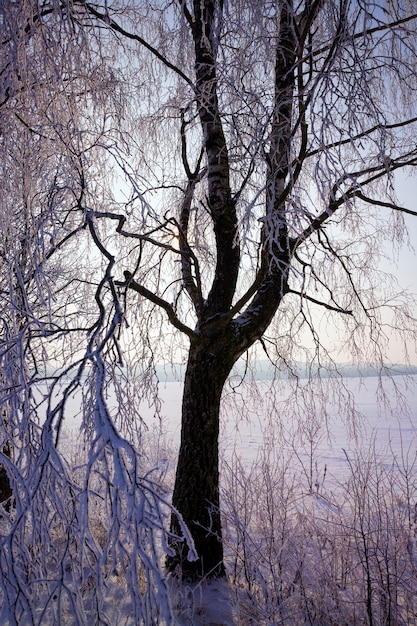 Pokryta zimą śnieżnymi drzewami liściastymi, wszędzie leży biały śnieg