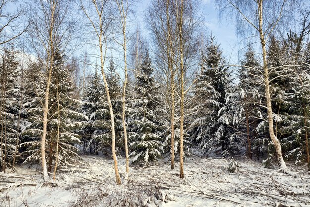Pokryte śniegiem Drzewa Iglaste, świerk Zimą, Wszędzie Biały śnieg, Błękitne Niebo I Słoneczna Pogoda, Gałęzie Drzewa I Ziemia