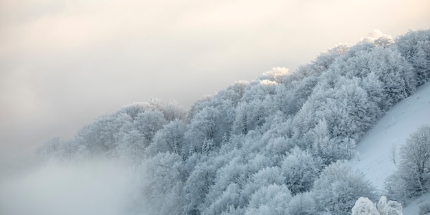 Pokryte śniegiem drzewa na szczycie góry o świcie.
