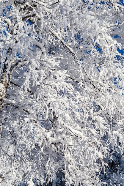 Pokryte śniegiem drzewa na tle nieba.