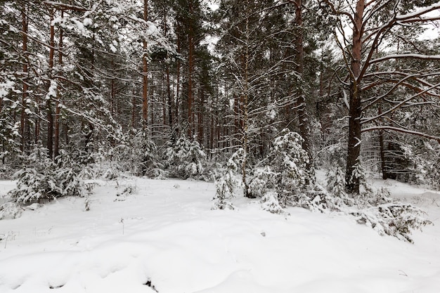 Pokryte śniegiem Drzewa Rosnące W Lesie. Sezon Zimowy. Mroźna Pogoda