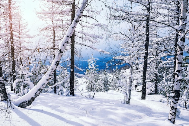 Pokryte śniegiem Drzewa W Górach O Zachodzie Słońca. Piękny Zimowy Krajobraz. Zimowy Las. Kreatywny Efekt Tonowania