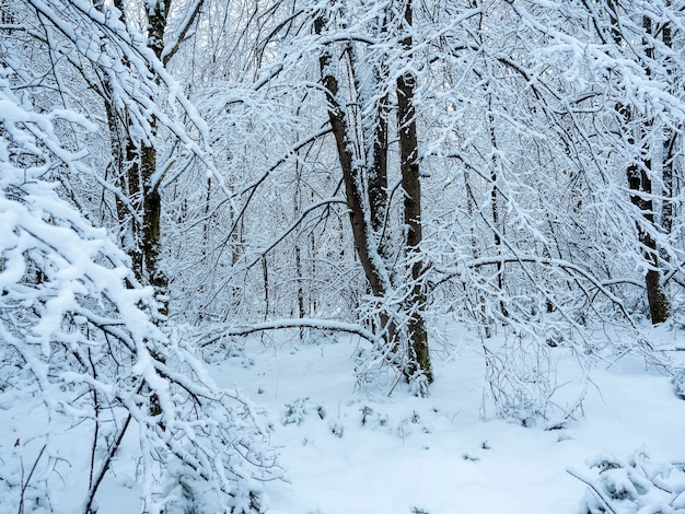 Pokryte śniegiem drzewa w lesie. Zaspy pod drzewami. Zimowy krajobraz