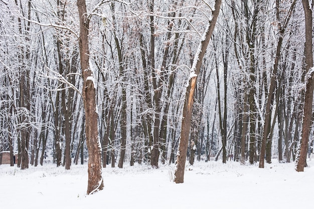 Pokryte śniegiem drzewa w lesie zimą