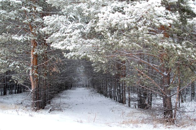 Pokryte śniegiem drzewa w zimowym lesie z drogą. Ścieżka przez pokryty śniegiem las sosnowy w pochmurny zimowy dzień.