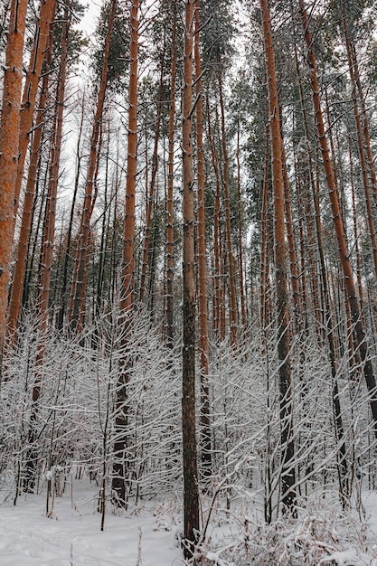 Pokryte śniegiem drzewa w zimowym lesie