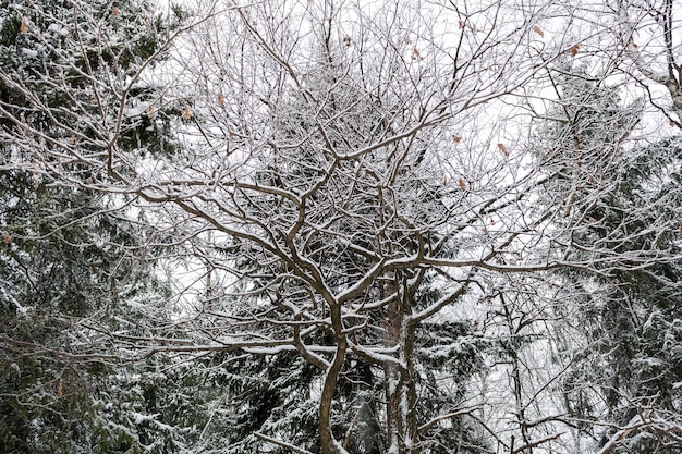 Pokryte śniegiem gałęzie dębu na tle jodły