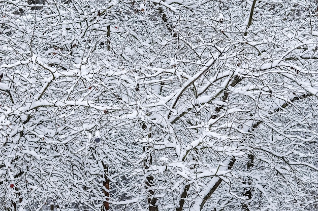 pokryte śniegiem gałęzie drzew natura dekoracje z białym śniegiem i zimną pogodą Opad śniegu w parku zimowym