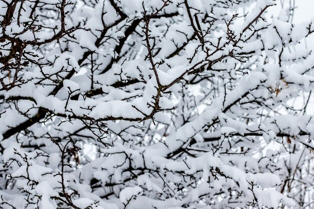 Pokryte śniegiem gałęzie drzew po śniegu tworzą dziwny wzór