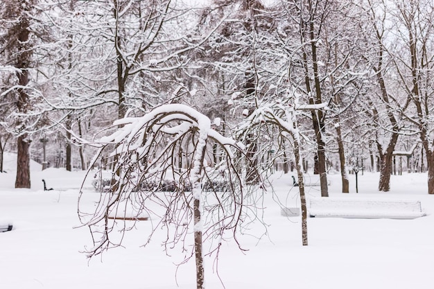 Pokryte śniegiem gałęzie Parku Aleksandra w Puszkinie zimą