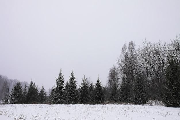 Pokryte śniegiem jodły w mroźny zimowy dzień. Sezonowość w Europie Wschodniej.