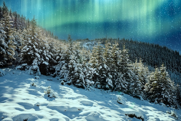 Pokryte śniegiem Karpaty i wzgórza z ogromnymi zaspami śnieżnobiałego śniegu i wiecznie zielonymi choinkami oświetlonymi przez północne zimne światła
