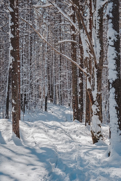 Pokryte śniegiem ścieżka promenady przez las sosnowy. Wczesną wiosną krajobraz. Ścieżka przyrodnicza na torfowisku Paaskula (PÃƒÃƒÂ¤skÃƒÂ¼la). Estonia. Bałtycki.
