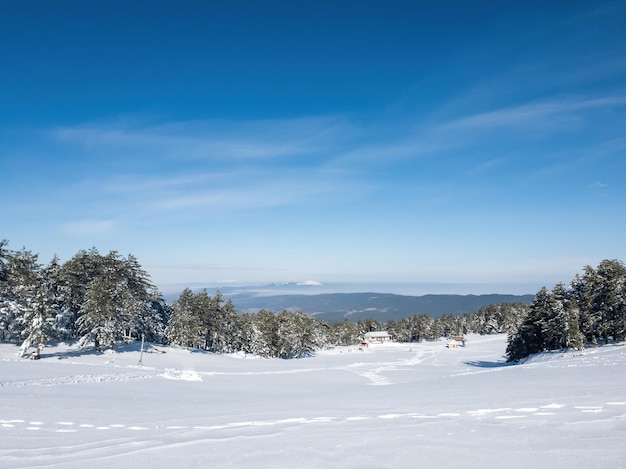 Pokryte śniegiem sosny na tle szczytów górskich Panoramiczny widok na zimę