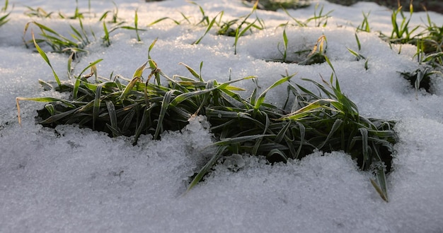 pokryte śniegiem zielone kiełki pszenicy z bliska