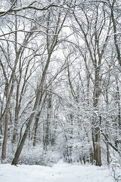 Pokryte śniegiem zimowej scenerii lasu. Zimowa bajka