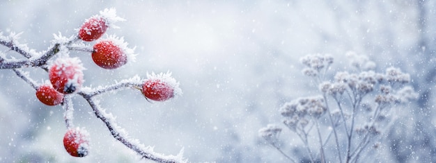 Pokryte szronem czerwone róże na krzaku z rozmytym tłem podczas opadów śniegu. Zimowe Boże Narodzenie w tle