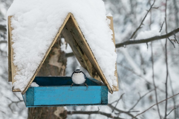 Zdjęcie pokryty śniegiem drewniany karmnik dla ptaków i kowalik wiszący w zimowym lesie