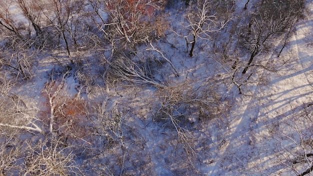 Pokryty śniegiem las drzew nad ośnieżonym zimowym krajobrazem Karpat