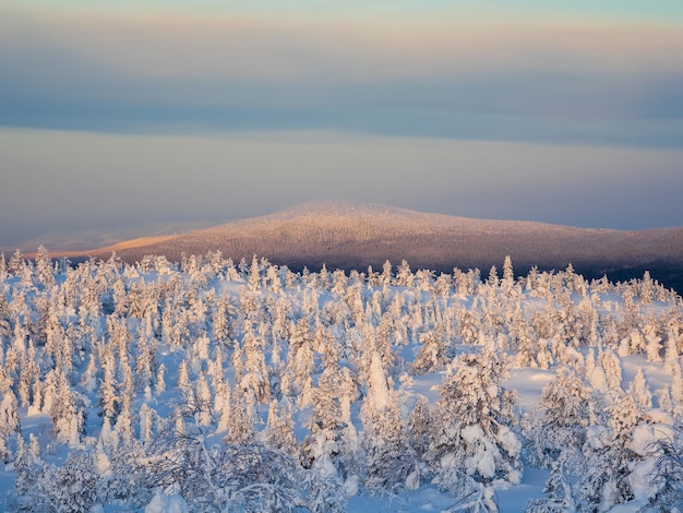 Pokryty śniegiem las u podnóża góry o świcie Surowa arktyczna przyroda Pokryte śniegiem jodły świąteczne na zboczu góry na tle błękitnoróżowego mroźnego nieba
