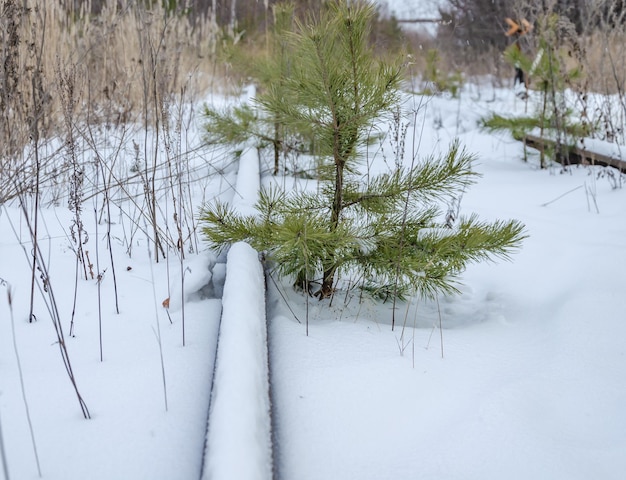 Pokryty śniegiem odcinek lasu z małym drzewkiem rosnącym pośrodku.