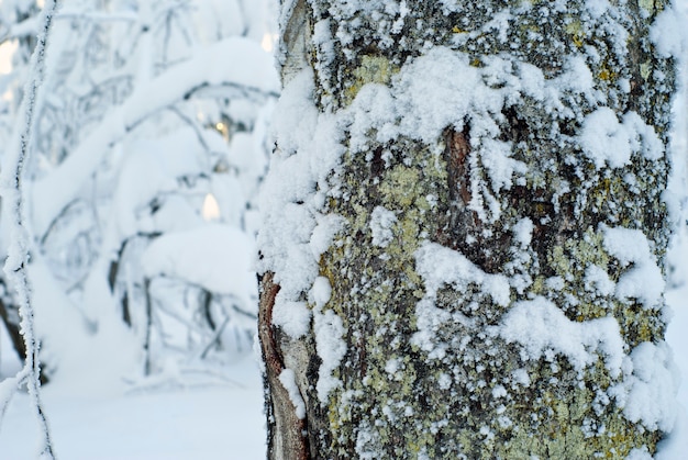 Pokryty śniegiem omszały pień drzewa, na tle rozmytego śnieżnego zimowego lasu