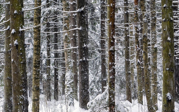 Pokryty śniegiem zimowy las Region Leningradu Vsevolozhsk