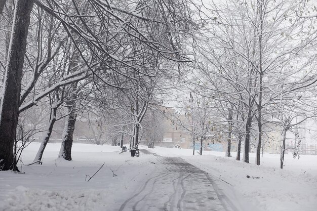 Pokryty śniegiem zimowy park i ławki. Park i pomost do karmienia kaczek i gołębi. Pierwszy śnieg pokrył jesienny park.