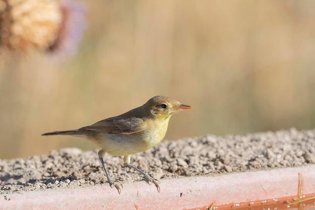 Pokrzewka (Hippolais polyglotta) Malaga, Hiszpania