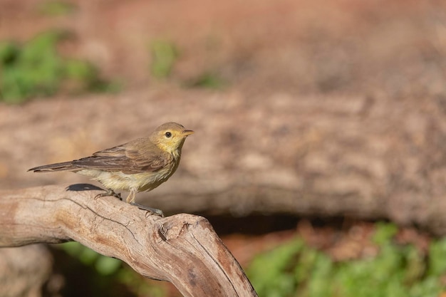 Pokrzewka (Hippolais polyglotta) Malaga, Hiszpania