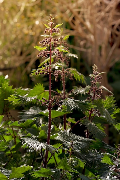 Pokrzywa Urtica rośnie na łące