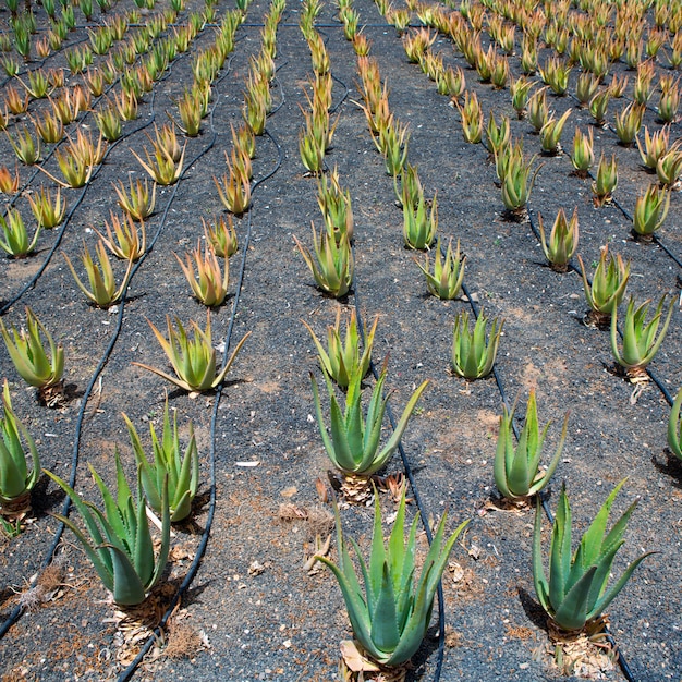 Pola Aloe Vera Na Lanzarote Orzola Na Wyspach Kanaryjskich