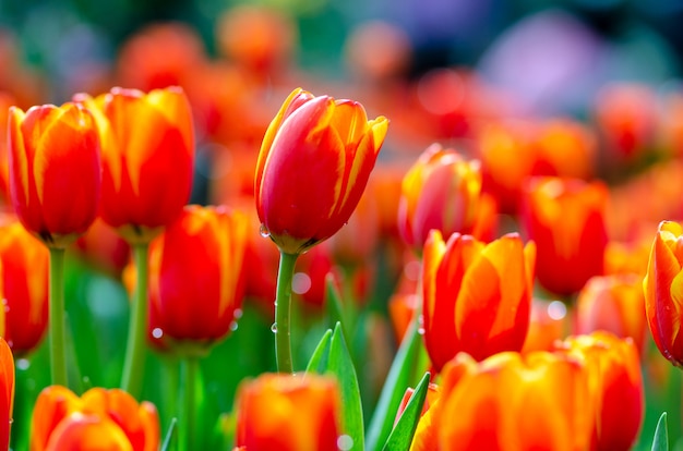 Zdjęcie pola czerwonego żółtego tulipana są gęsto kwitnące