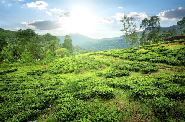 Pola herbaciane Nuwara Eliya w górach