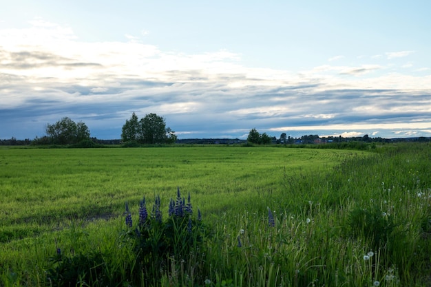 Zdjęcie pola i łąki na błękitne niebo i białe chmury naturalny krajobraz zachodu słońca w tle