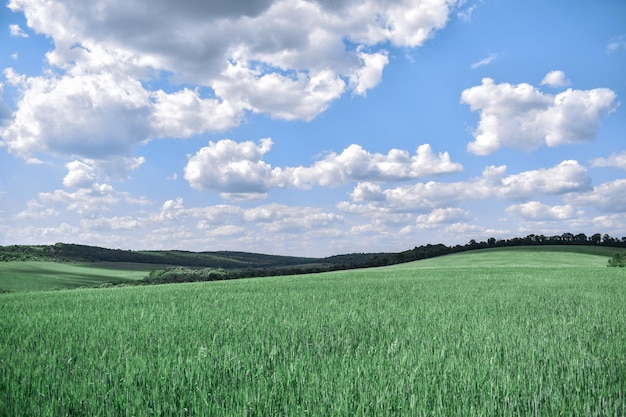 Zdjęcie pola i niebo