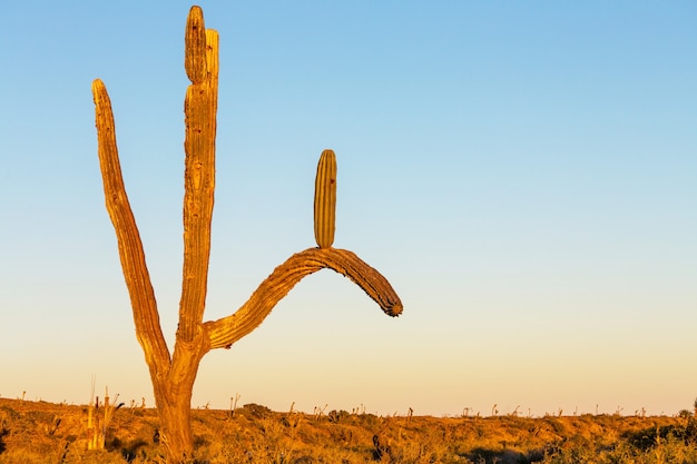 Zdjęcie pola kaktusów w meksyku, baja california